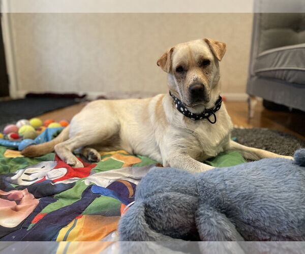 Medium Photo #7 Golden Labrador Puppy For Sale in Brewster, NY, USA