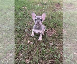French Bulldog Puppy for sale in CAMP VERDE, AZ, USA