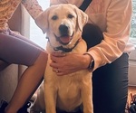Yellow Female - Female Labrador Retriever Puppy for Sale - Photo #3