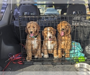 Goldendoodle Puppy for sale in GRAPEVINE, TX, USA
