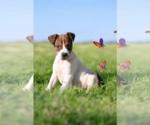 Small #6 Basenji-Rat Terrier Mix