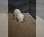Small Photo #4 Siberian Husky Puppy For Sale in ARLINGTON, VT, USA