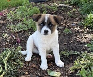 Rat Terrier Puppy for sale in WITHEE, WI, USA