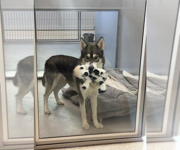 Medium Photo #2 Siberian Husky-Unknown Mix Puppy For Sale in Elk Grove, CA, USA