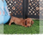 Small #2 Dachshund
