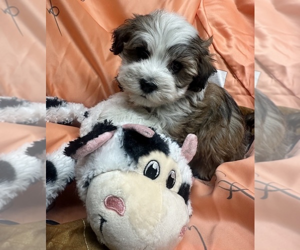 Medium Photo #1 Havanese Puppy For Sale in LIVONIA, MI, USA