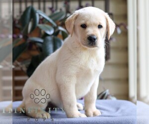 Labrador Retriever Puppy for sale in DENVER, PA, USA