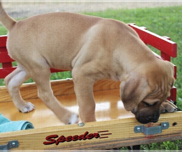 Medium Photo #3 Cane Corso-Labrador Retriever Mix Puppy For Sale in CHARLOTT HALL, MD, USA