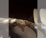 Small #2 Poodle (Toy)