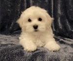 Small #3 Havanese-Poodle (Toy) Mix