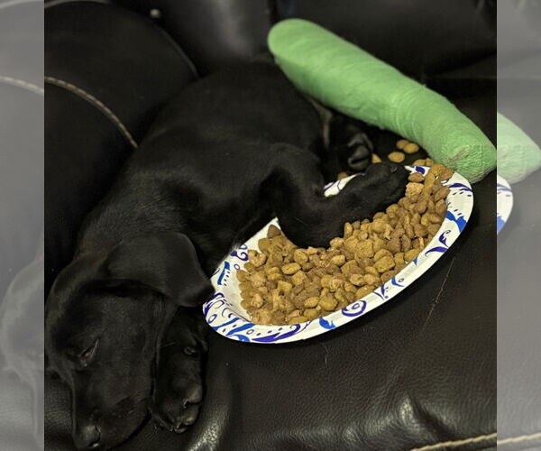 Medium Photo #3 Labrador Retriever-Unknown Mix Puppy For Sale in Fenton, MO, USA