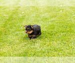 Small #6 Yorkshire Terrier