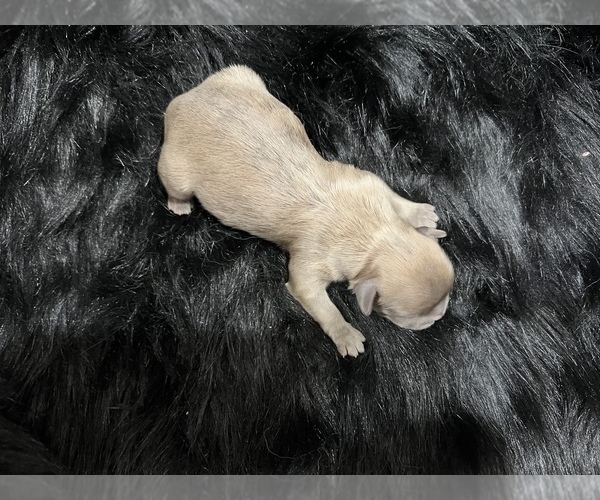 Full screen Photo #3 Shih Tzu Puppy For Sale in HAYWARD, CA, USA