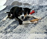 Small Mutt