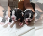 Small Photo #3 Boston Terrier Puppy For Sale in NEW PORT RICHEY, FL, USA