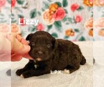 Image preview for Ad Listing. Nickname: Mini Lizzy