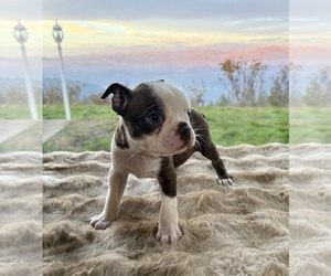 Boston Terrier Puppy for sale in OROVILLE, CA, USA