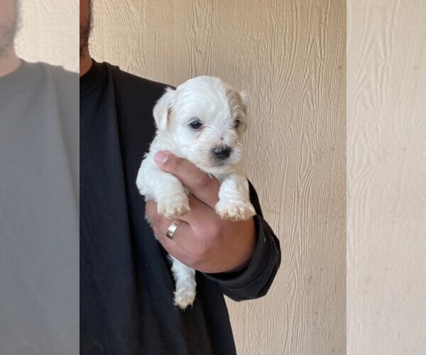 Medium Photo #13 YorkiePoo Puppy For Sale in FALCON, CO, USA