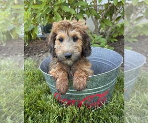 Mini Whoodle (Wheaten Terrier/Miniature Poodle) Puppy for sale in MIDDLEBURY, IN, USA