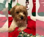 Small Photo #9 Yorkshire Terrier Puppy For Sale in SAINT CLOUD, FL, USA