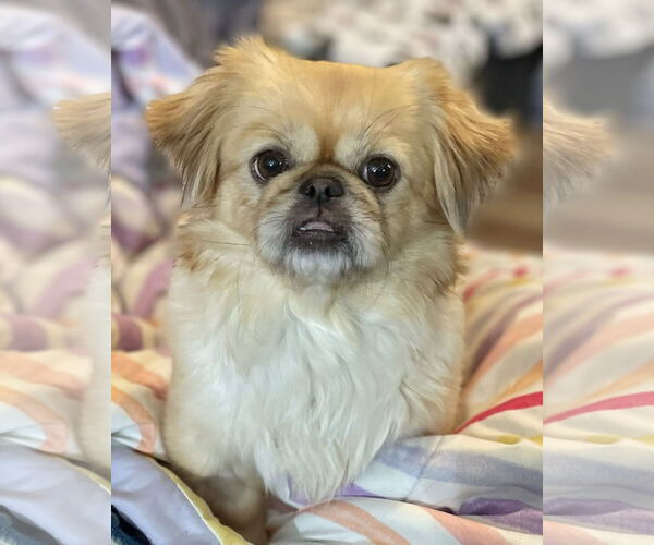Medium Photo #3 Pekingese Puppy For Sale in St. Louis Park, MN, USA