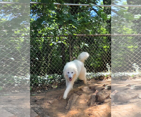 Medium Photo #2 Great Pyrenees-Unknown Mix Puppy For Sale in Thomasville, NC, USA