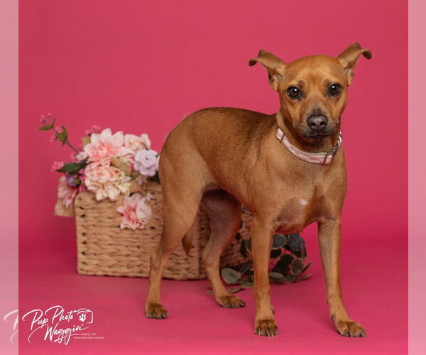 Medium Photo #3 Chihuahua-Unknown Mix Puppy For Sale in Claremore, OK, USA