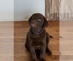 Small Labrador Retriever