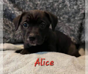 Alice - Female Labbe Dog for Adoption - Photo #2