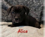 Small Photo #2 Labbe Puppy For Sale in Anchorage, AK, USA