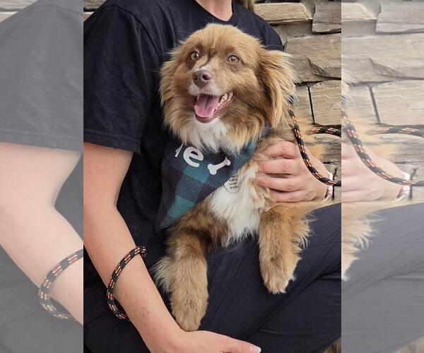 Medium Photo #4 Australian Shepherd Puppy For Sale in Overland Park, KS, USA