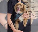 Small #3 Australian Shepherd