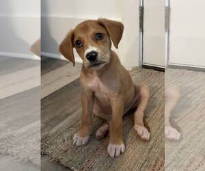 Mutt Dogs for adoption in Mount Pleasant, SC, USA