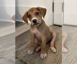 Small Mutt