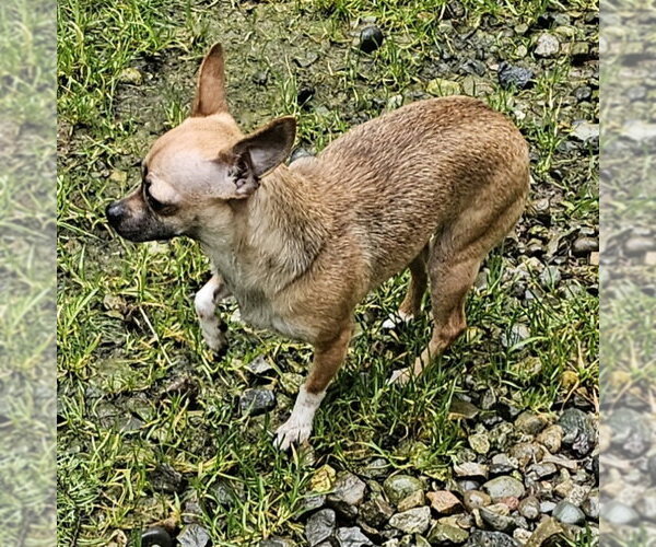 Medium Photo #4 Chihuahua-Unknown Mix Puppy For Sale in Olalla, WA, USA