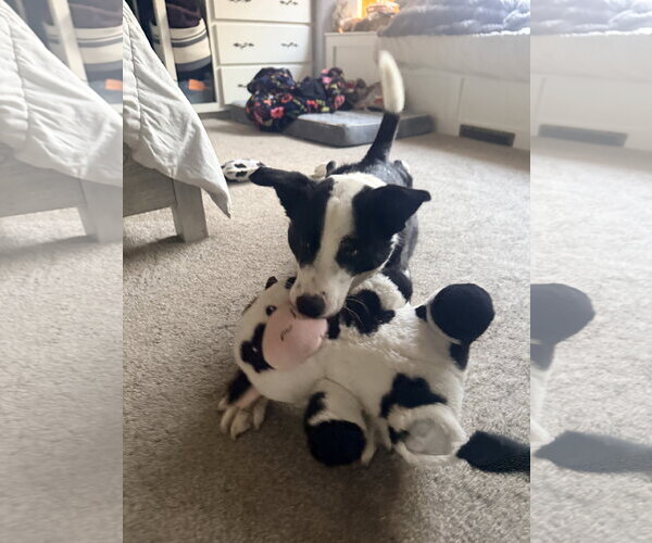 Medium Photo #14 Border Collie Puppy For Sale in Sandy, UT, USA