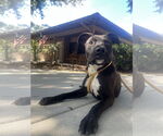 Small #1 Labrador Retriever Mix