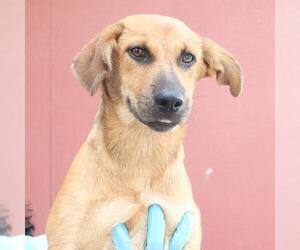 Mutt Dogs for adoption in San Antonio, TX, USA