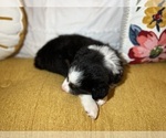 Small #4 Australian Shepherd