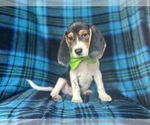 Small #3 Beagle