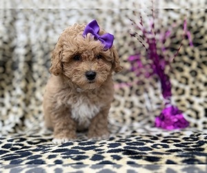 Bichpoo Puppy for sale in LAKELAND, FL, USA