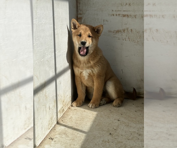 Medium Photo #1 Shiba Inu Puppy For Sale in HARRISBURG, MO, USA