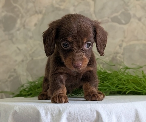 Medium Photo #9 Dachshund Puppy For Sale in GOSHEN, IN, USA