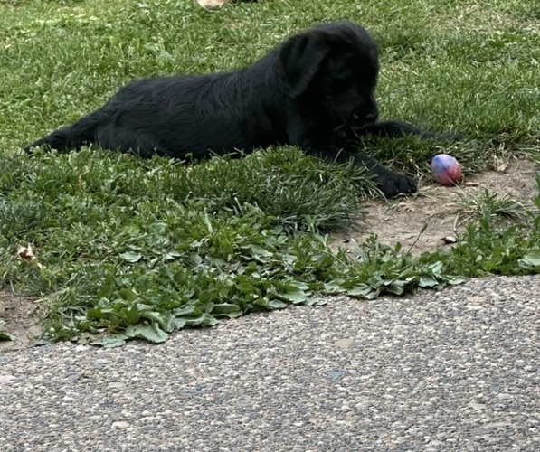 Medium Photo #22 Labradoodle Puppy For Sale in KIRKSVILLE, MO, USA