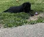 Small #21 Labradoodle