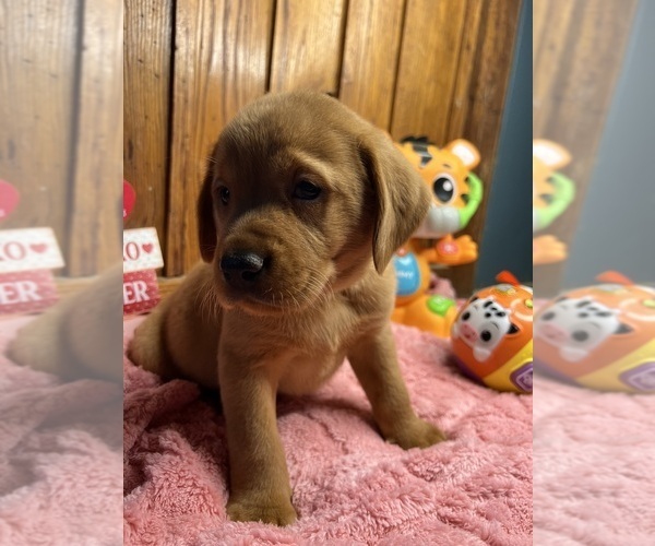 Medium Photo #2 Labrador Retriever Puppy For Sale in NEOLA, WV, USA