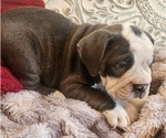 Small Photo #4 Bulldog Puppy For Sale in FAIRFIELD, IA, USA