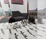 Puppy Hickory Labrador Retriever