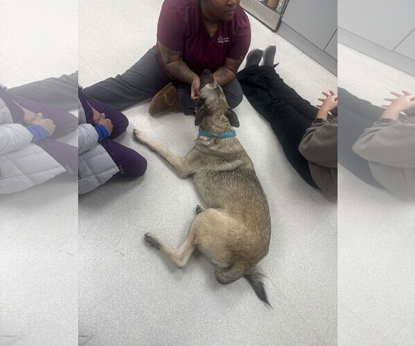 Medium Photo #5 German Shepherd Dog Puppy For Sale in Holly Springs, NC, USA