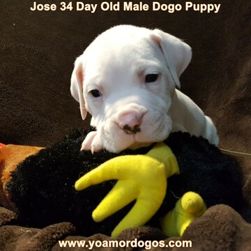 Medium Photo #47 Dogo Argentino Puppy For Sale in PINEVILLE, MO, USA